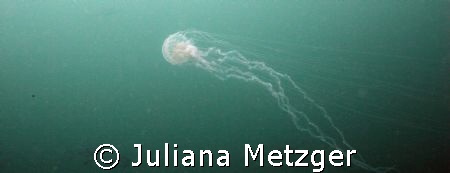 Jelly in Gulf of Mexico.  by Juliana Metzger 
